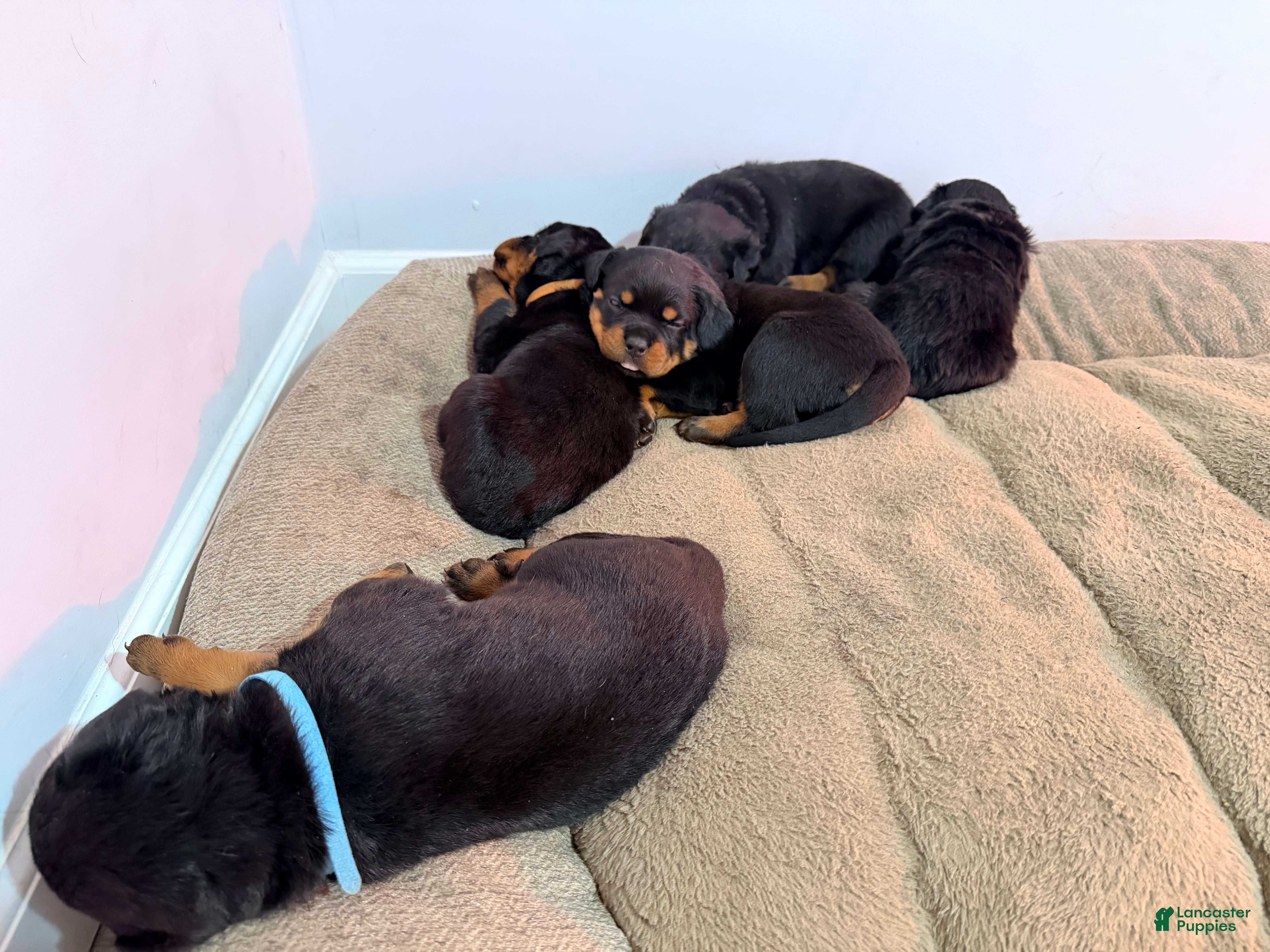 Rottweiler dogs Rottweiler 1 - Ad 13