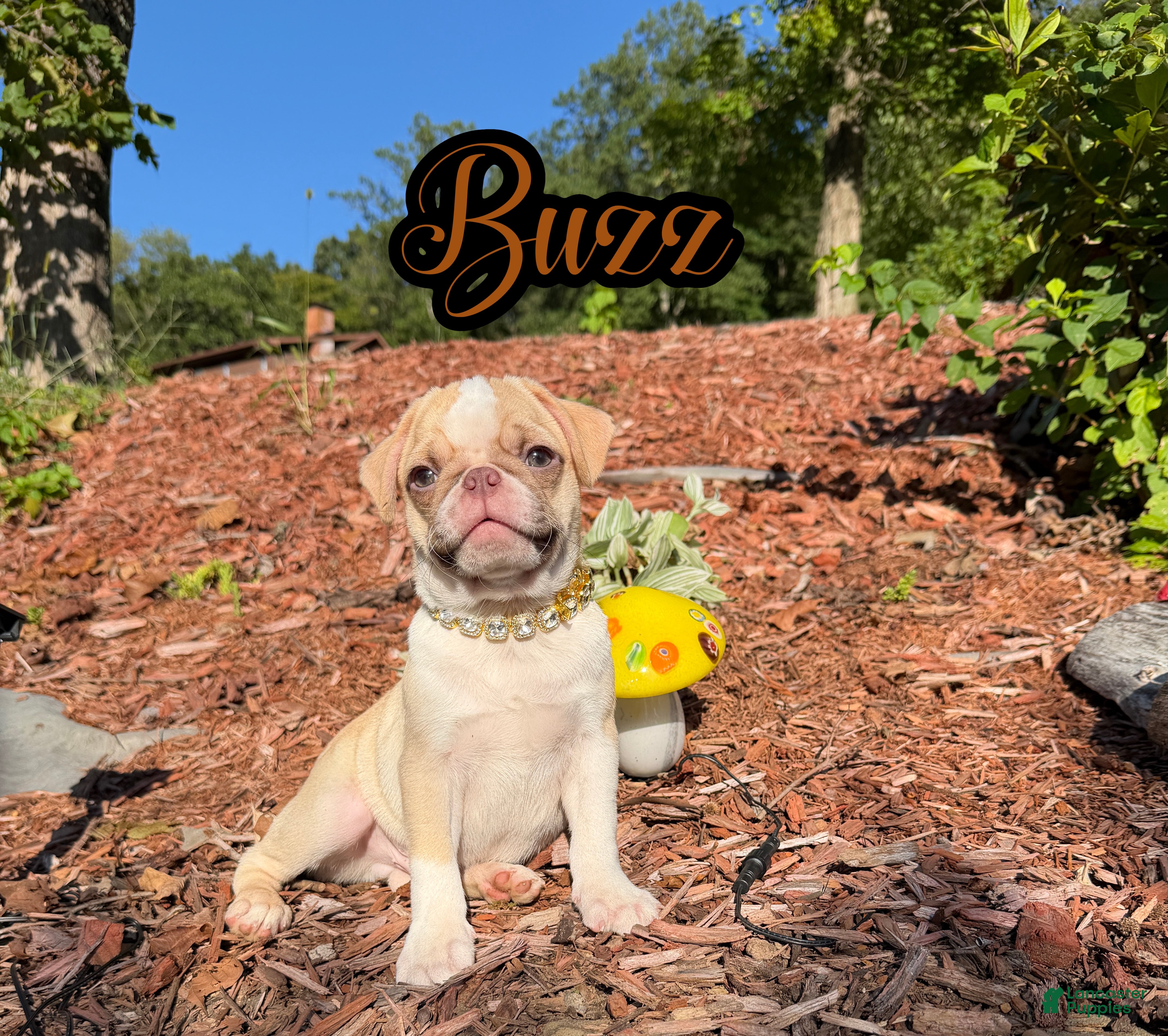 Pug dogs Buzz - Ad 1