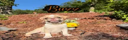 Pug dogs for sale: Buzz - Ad 1