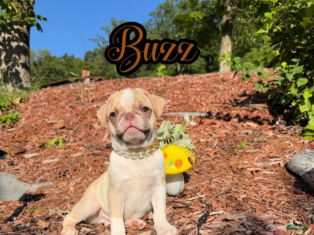 Pug dogs for sale: Buzz - Ad 1