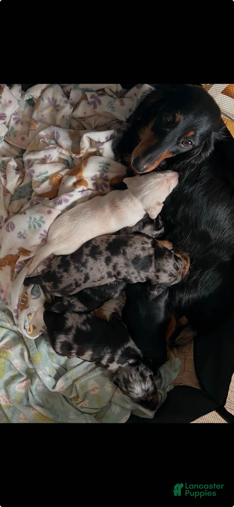Dachshund dogs for sale: Went home - Ad 4