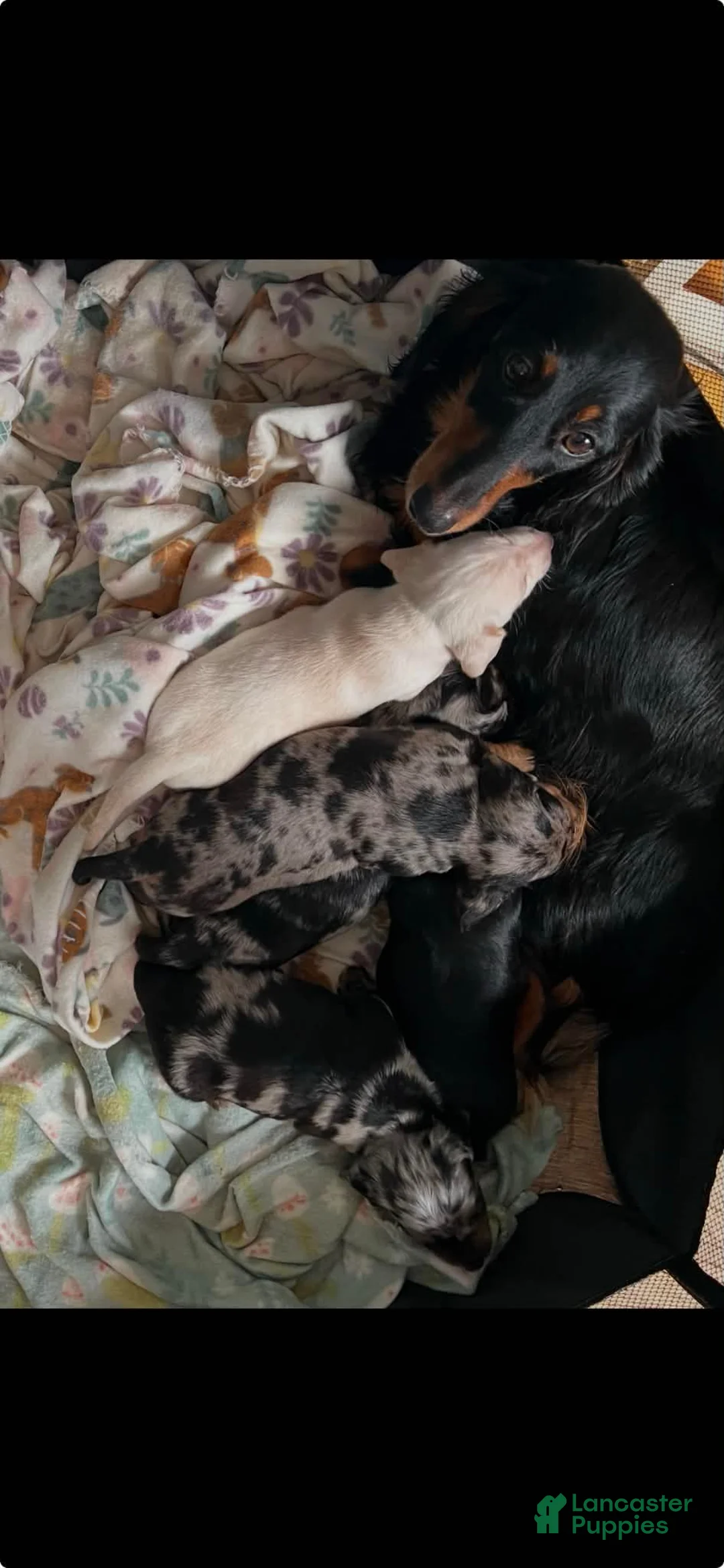 Dachshund dogs for sale: Went home - Ad 1