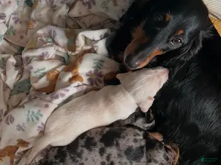 Dachshund dogs Went home - Ad 5