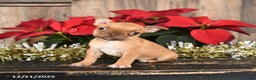 Frenchton dogs for sale: Honey - Ad 4