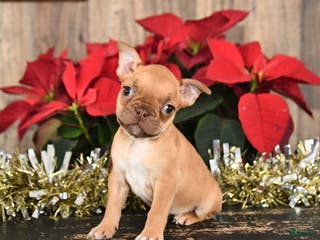 Frenchton dogs Honey - Ad 12