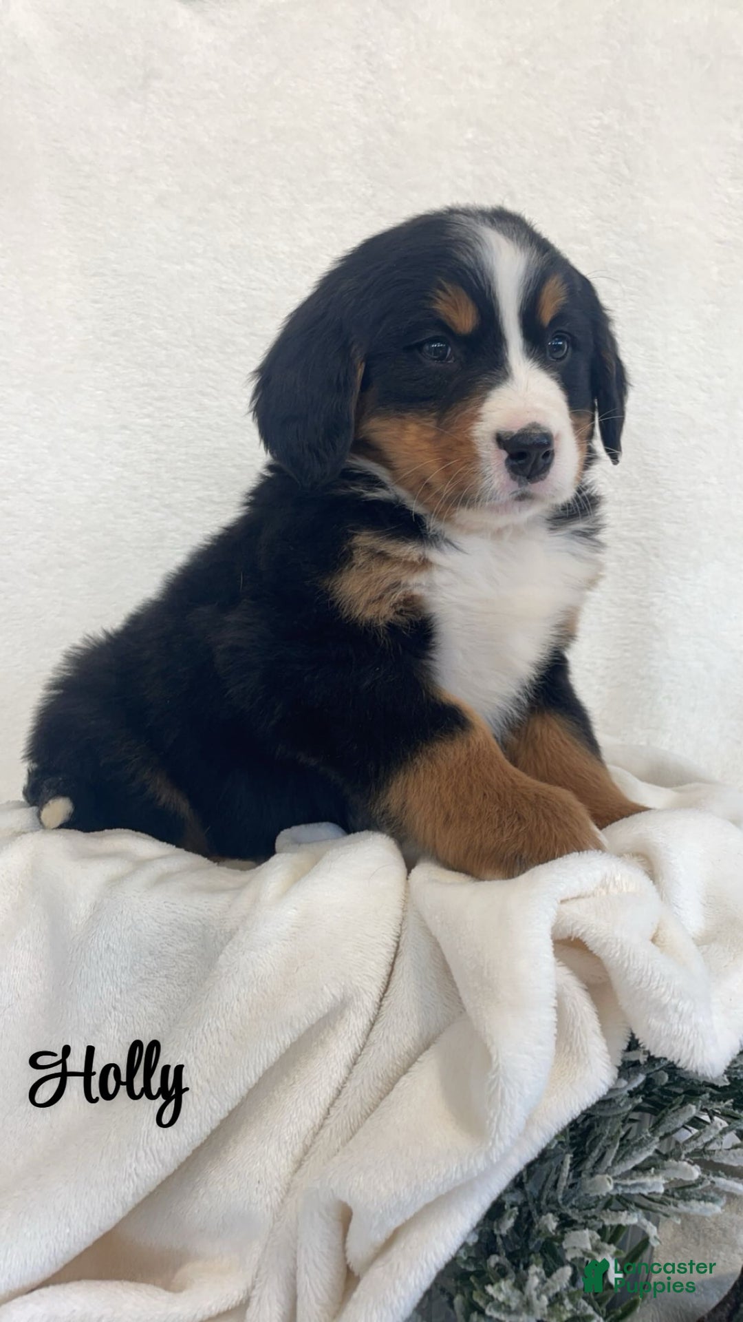Bernese Mountain Dog dogs for sale: Holly  - Ad 2