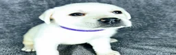 Labrador Retriever dogs for sale: Mags - Ad 1
