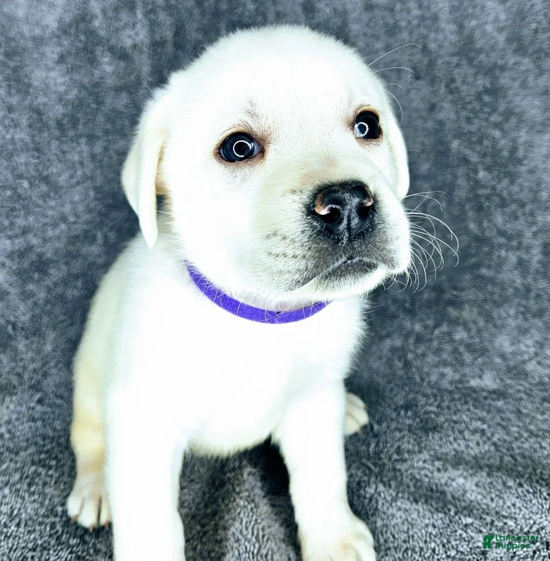 Labrador Retriever dogs for sale: Mags - Ad 1