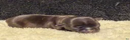 Chihuahua dogs for sale: Chihuahua 3 - Ad 9