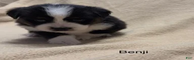 Benji