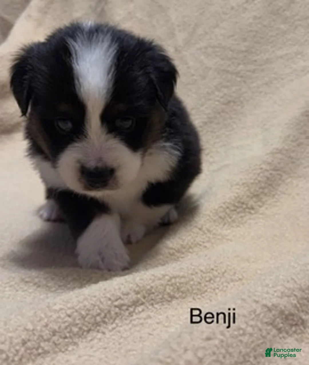 Miniature Australian Shepherd dogs for sale: Benji - Ad 1