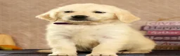 Golden Retriever dogs for sale: Grady - Ad 5