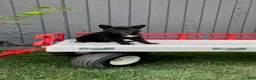 German Shepherd dogs for sale: Pixy - Ad 3