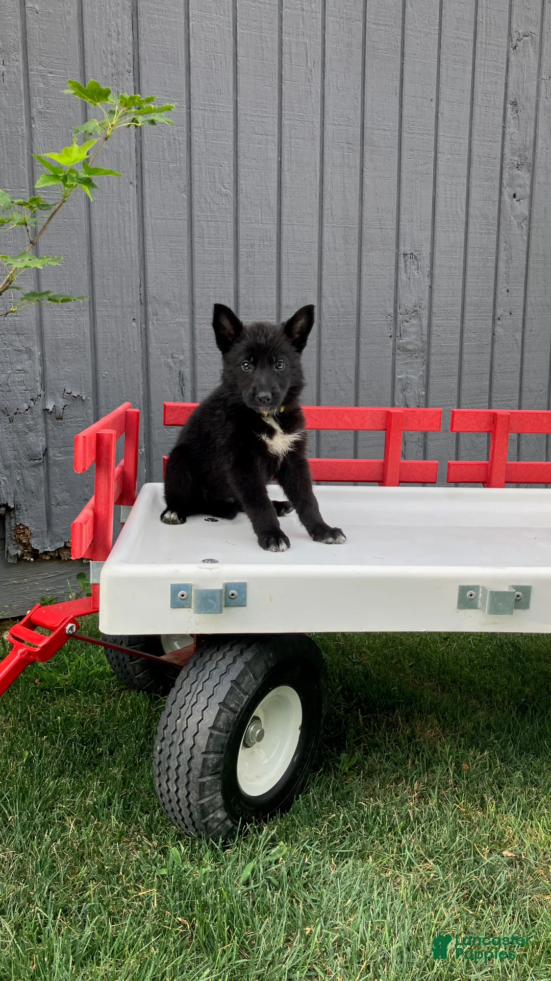 German Shepherd dogs for sale: Pixy - Ad 3