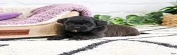 Shihpoo dogs for sale: Hermione - Ad 6