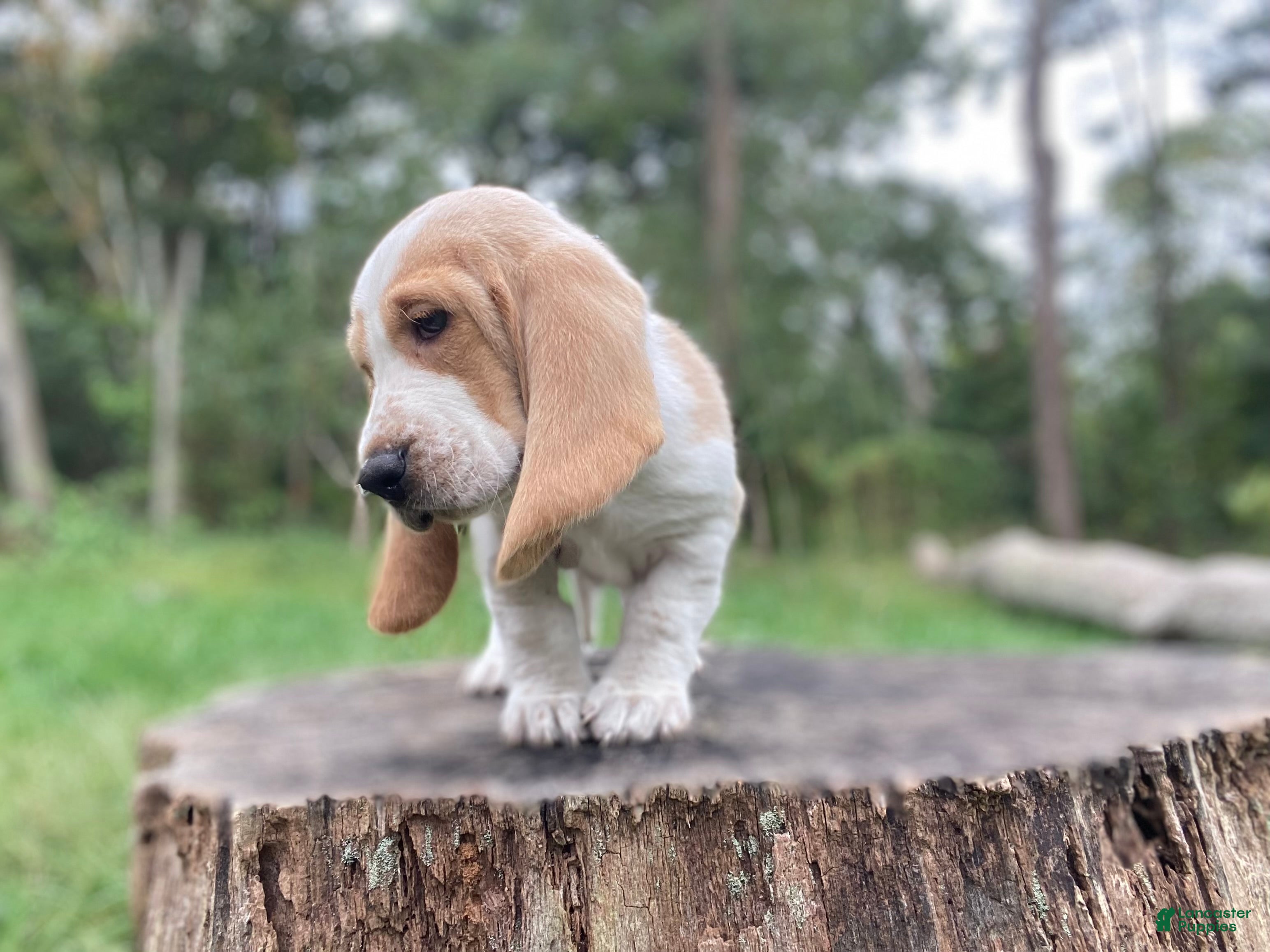 Basset Hound dogs Cash - Ad 1