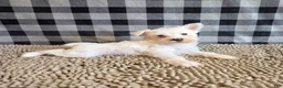 Miniature Schnauzer dogs for sale: Seth - Ad 4