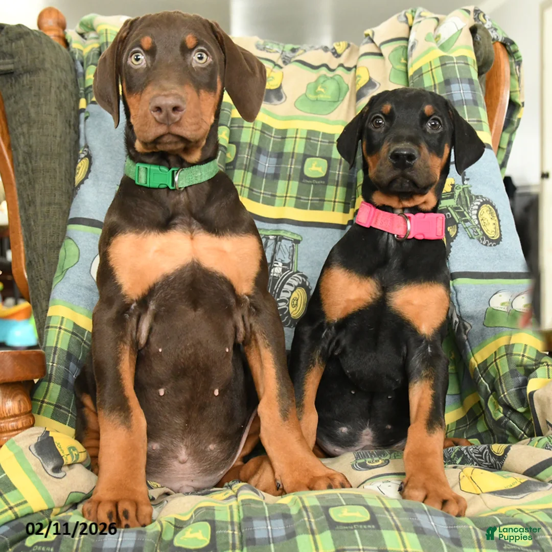 Doberman Pinscher dogs for sale: Gator - Ad 3
