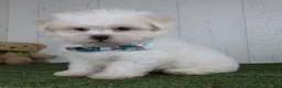 Teddy Bear dogs for sale: Benson - Ad 4