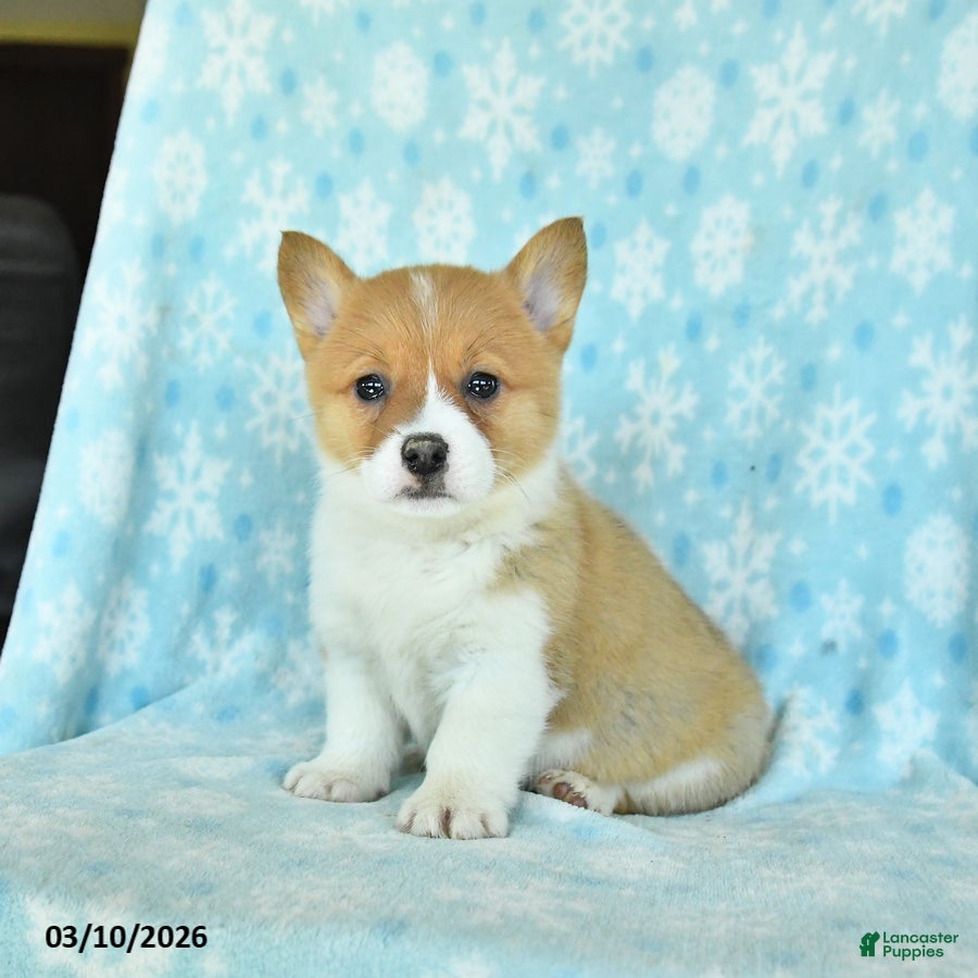 Welsh Corgi Pembroke dogs Cherry - Ad 2