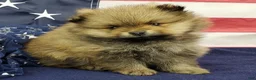 Pomeranian dogs for sale: Jax - Ad 5