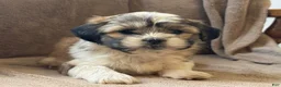Shih Tzu dogs for sale: Commer - Ad 5