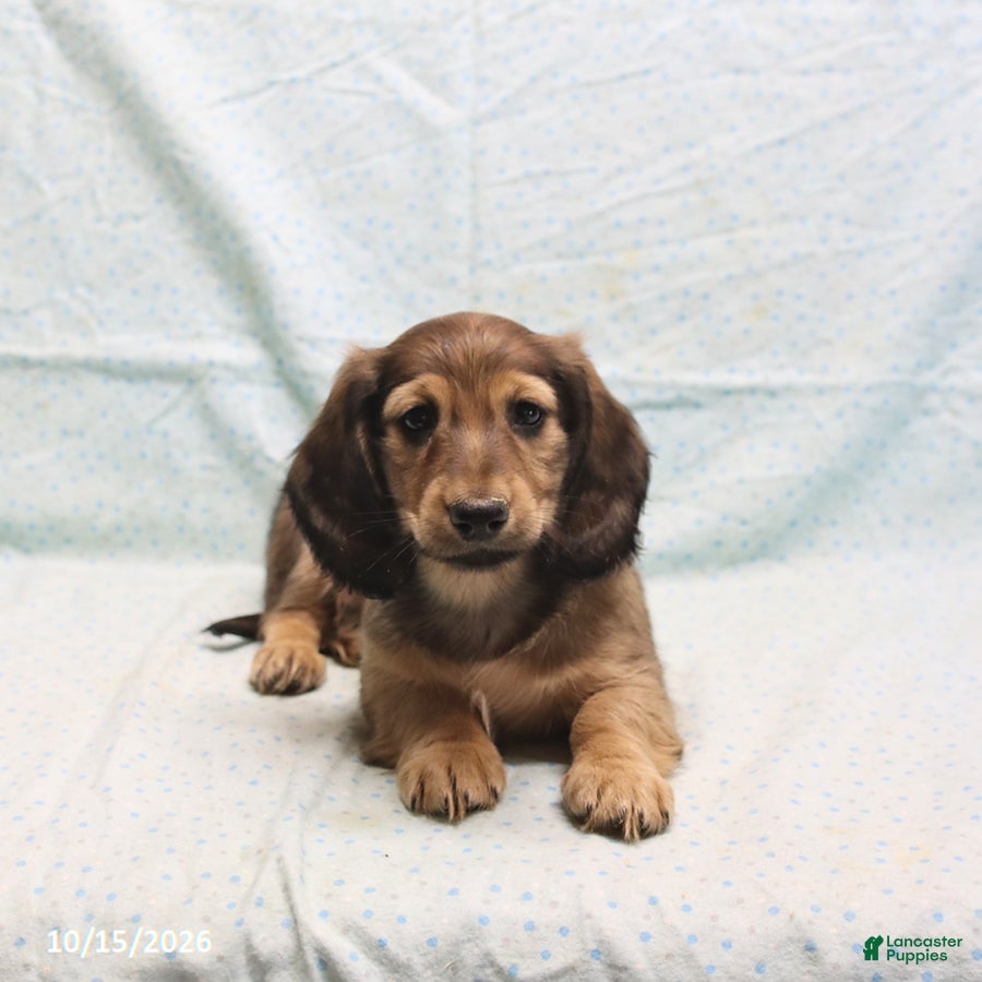 Dachshund dogs Alex - Ad 2