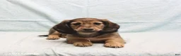 Dachshund dogs for sale: Alex - Ad 2