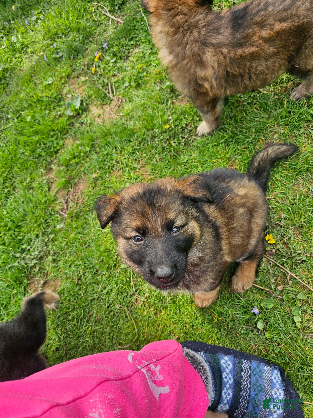 German Shepherd dogs for sale: Whisky - Ad 1