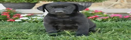 Labrador Retriever dogs for sale: Gemini - Ad 3