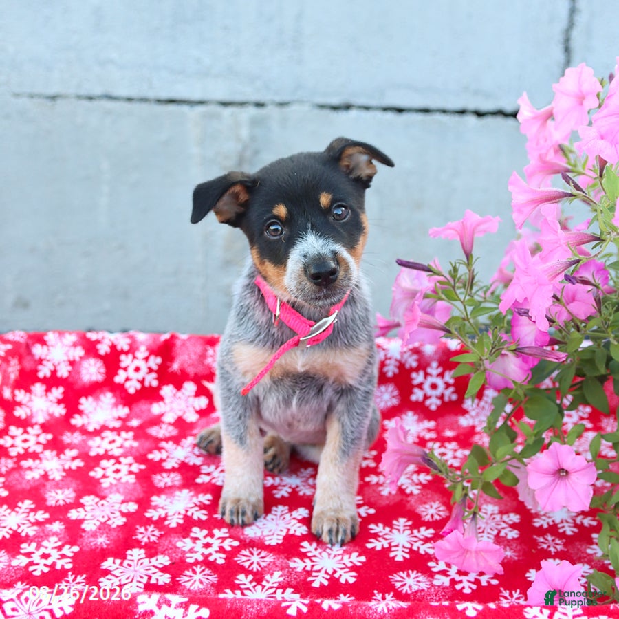 Australian Cattle Dog dogs Ava  - Ad 1