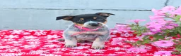 Australian Cattle Dog dogs for sale: Ava  - Ad 1