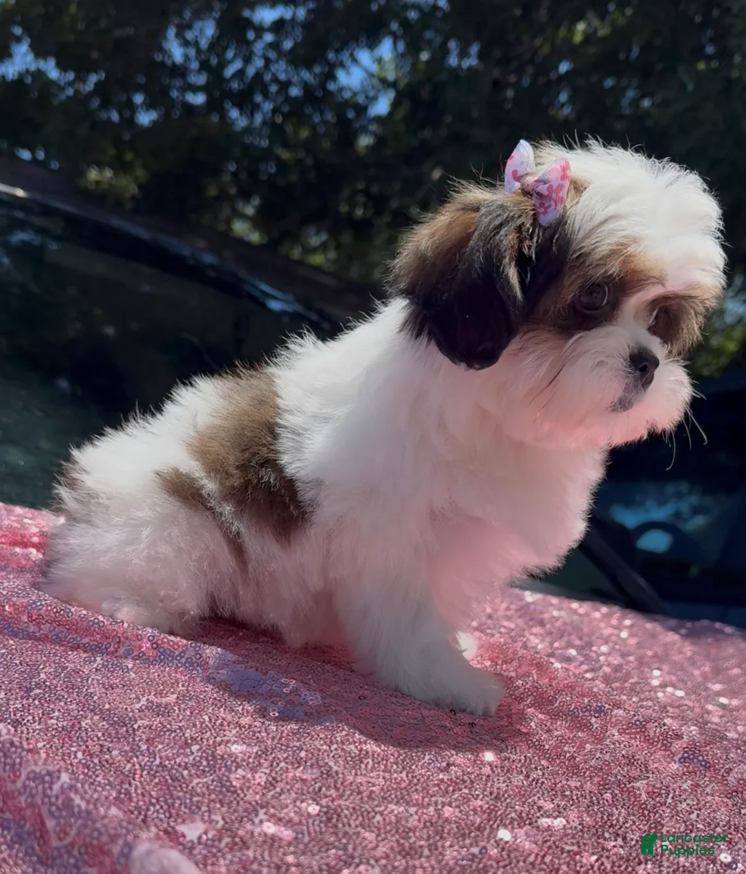 Shihpoo dogs for sale: Shihpoo Puppy 1 - Ad 1