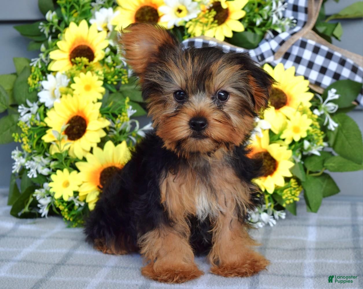 Yorkshire Terrier dogs Archie - Ad 1