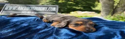 Miniature Dachshund dogs for sale: Special boy discounted!!! - Ad 7