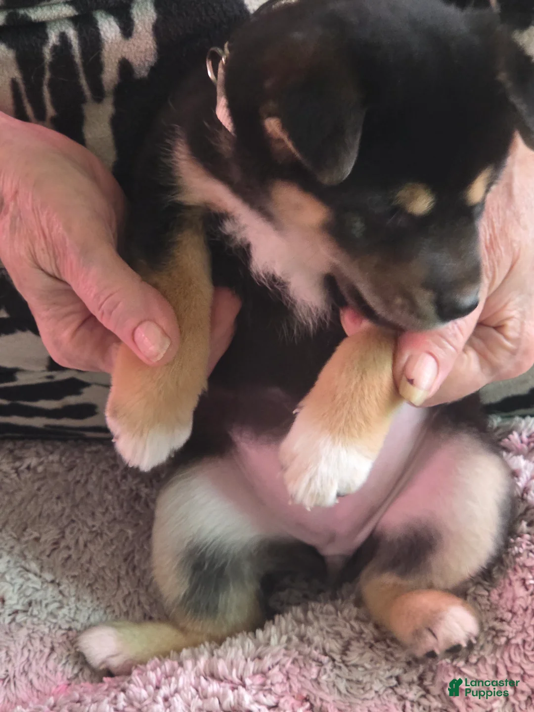 Shiba Inu dogs for sale: Shiba Inu Puppy 1 - Ad 2