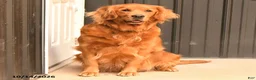 Golden Retriever dogs for sale: Baron - Ad 6