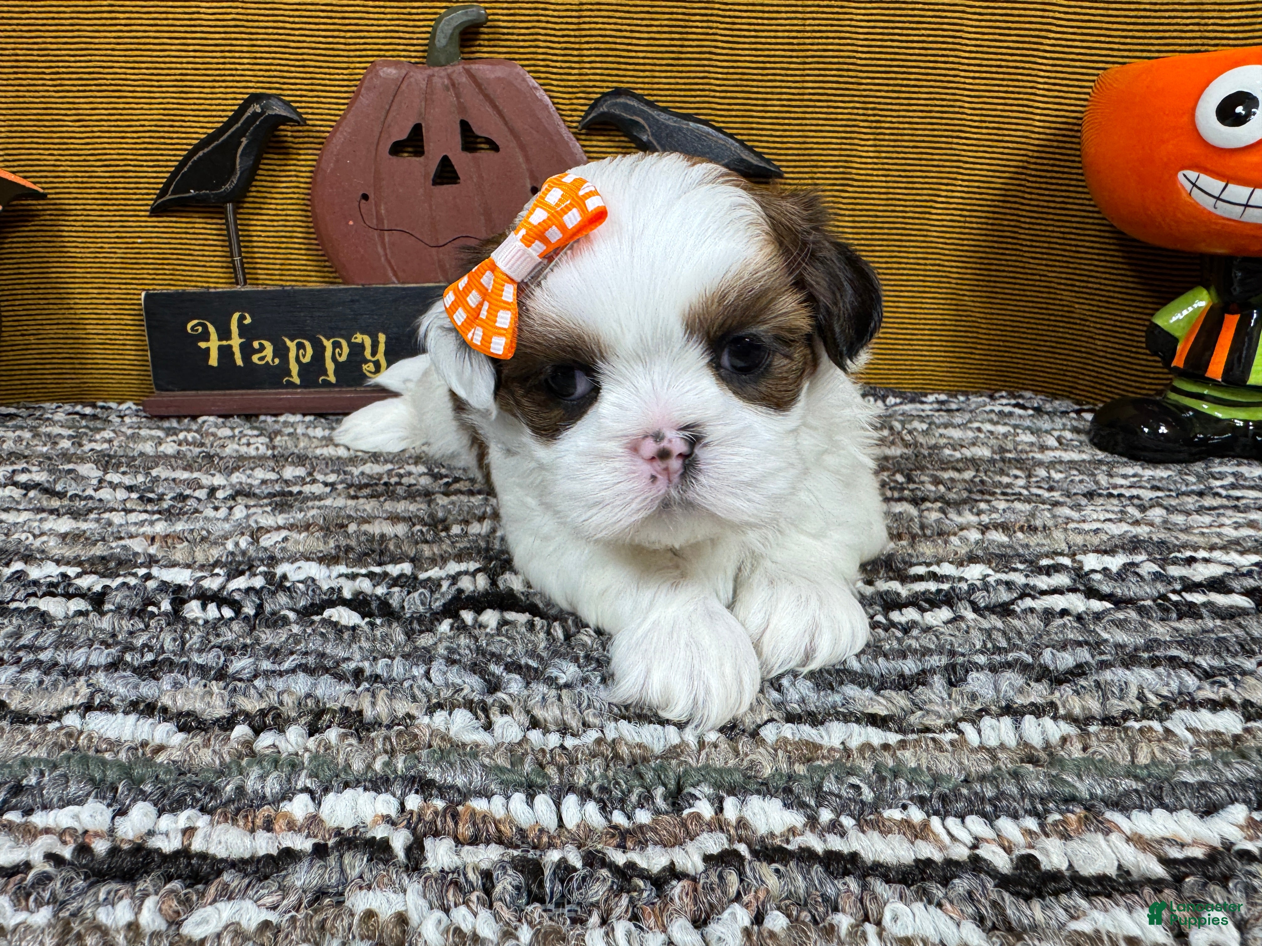 Shih Tzu dogs for sale: Shih Tzu 4 - Ad 15
