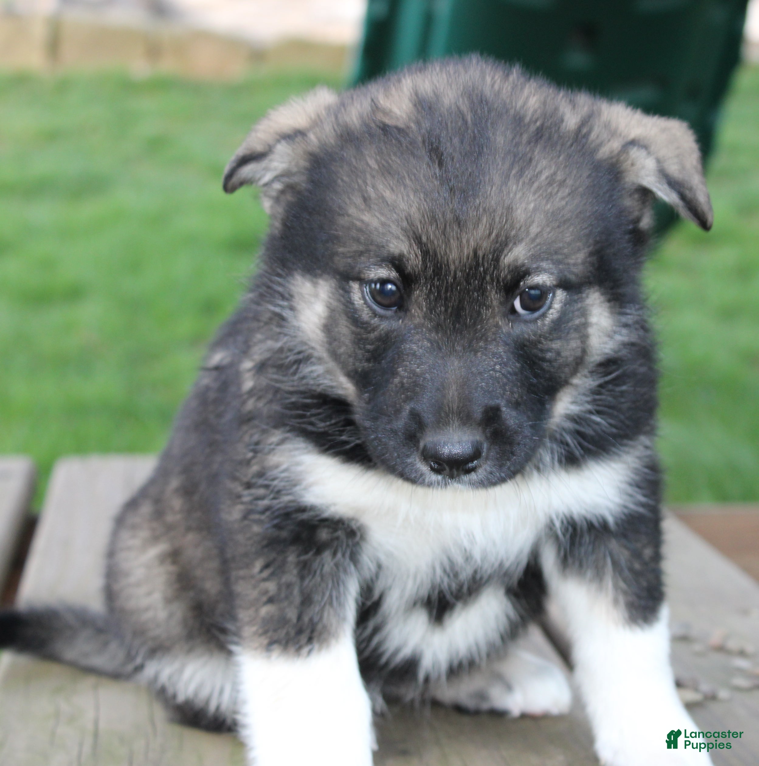 Mixed Breed dogs Sky - Ad 1