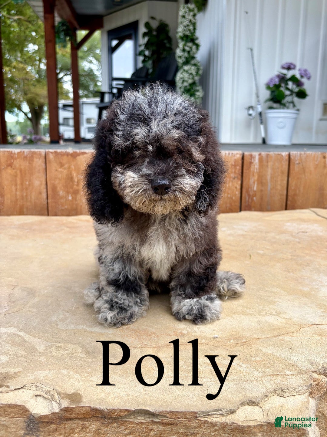 Mini Goldendoodle dogs Polly- Micro mini - Ad 1