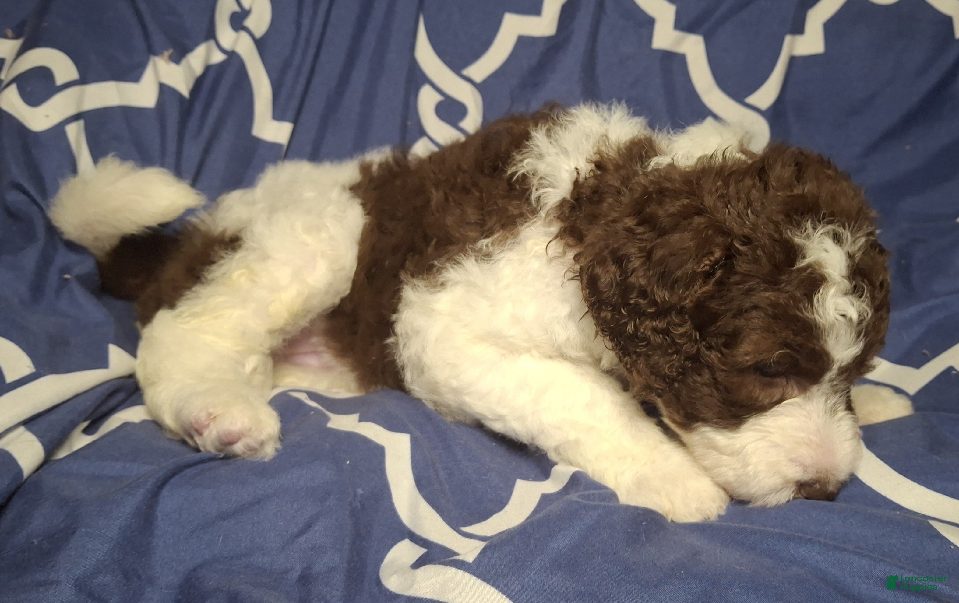 Labradoodle dogs Jewelweed (Jules) - Ad 10