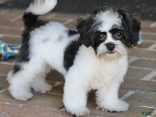 Shihpoo dogs - Ad 11