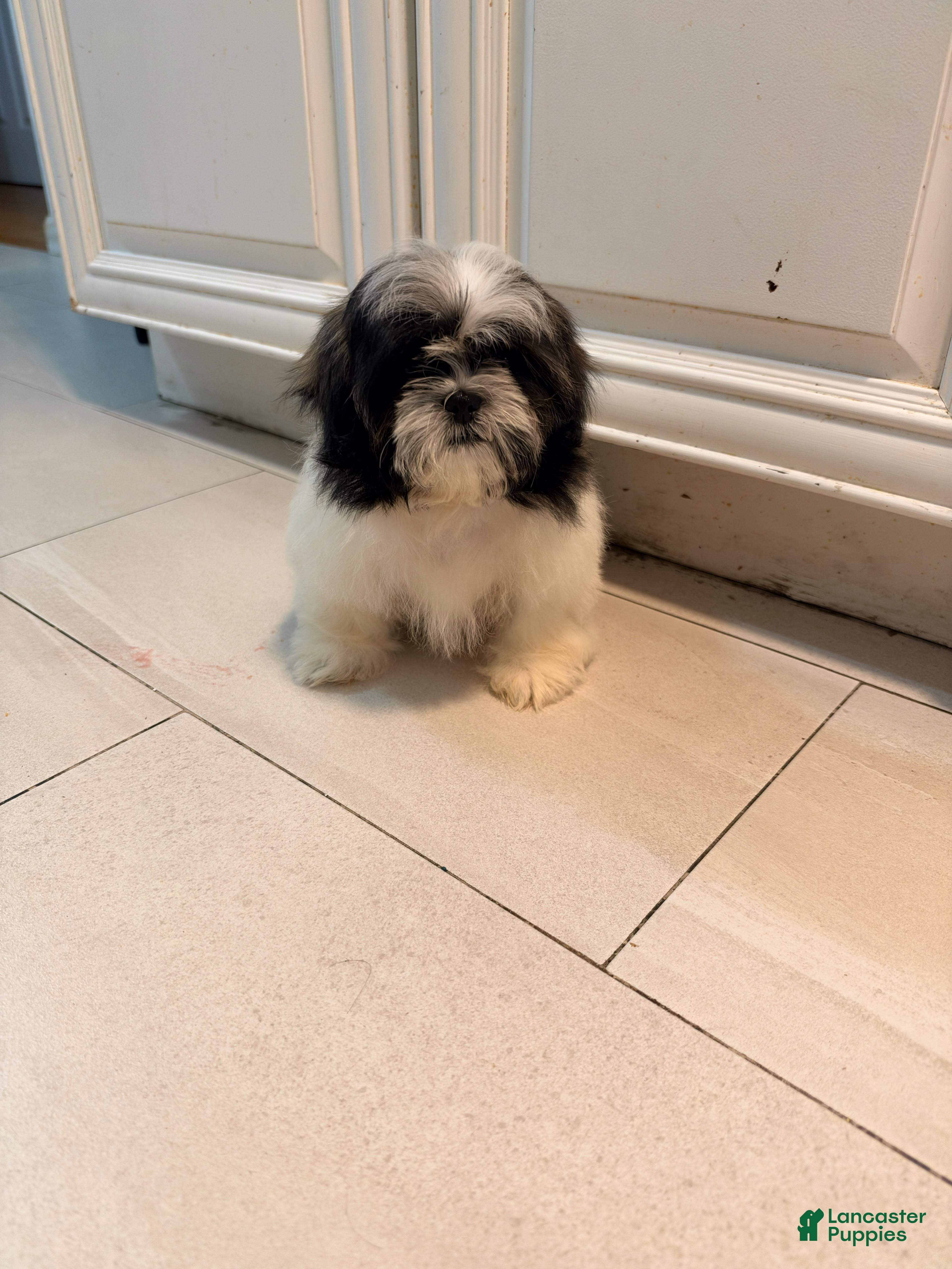 Shih Tzu dogs for sale: Cody - Ad 2