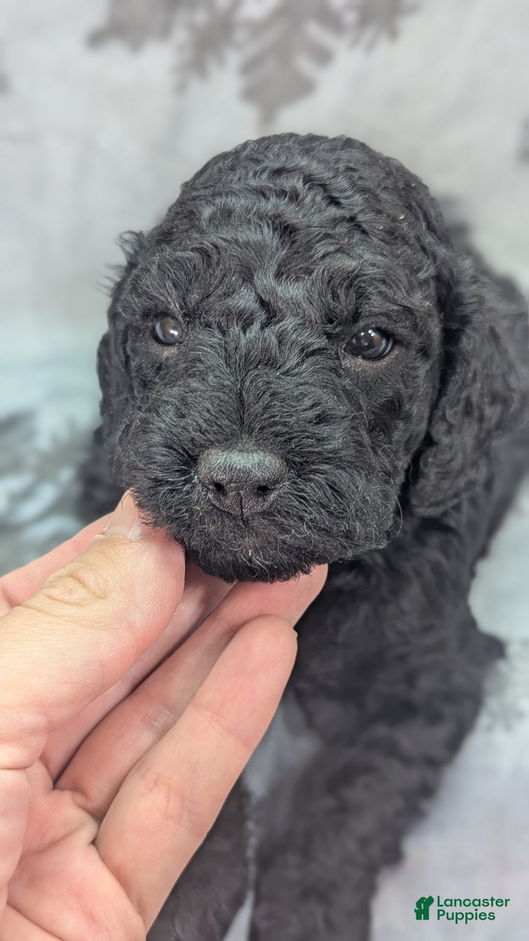 Cockapoo dogs for sale: Foggy - Ad 27