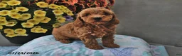 Cavapoo dogs for sale: Dallas - Ad 3