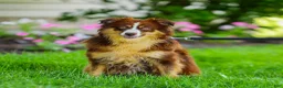 Mini Aussiedoodle dogs for sale: Velvet - Ad 6