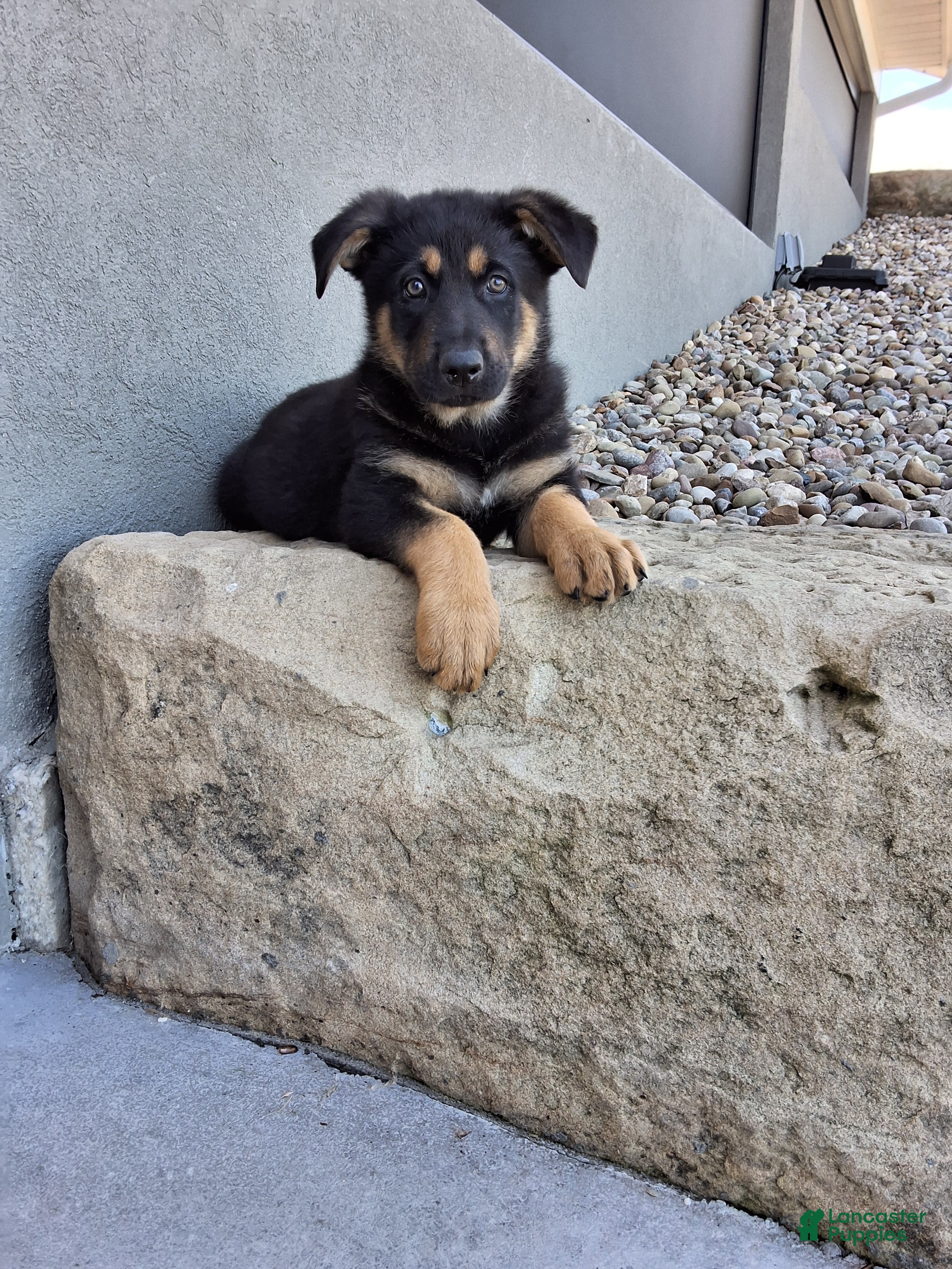 German Shepherd dogs Karl - Ad 1
