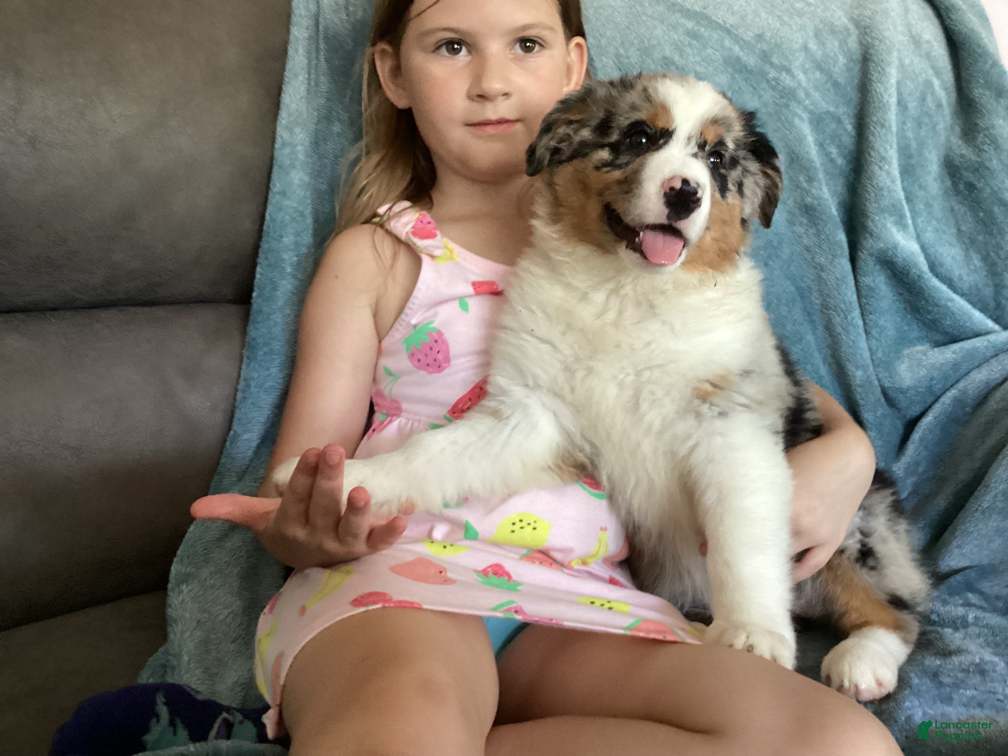 Australian Shepherd dogs Tara - Ad 1