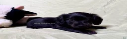 Miniature Dachshund dogs for sale: Long Haired Nearly Solid Black Male AKC 69 - Ad 7