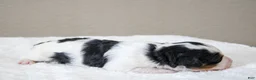 Mini Bernedoodle dogs for sale: Skye  - Ad 6